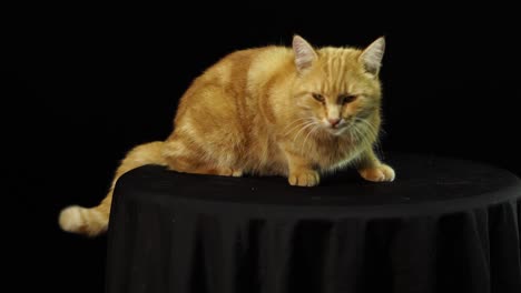 Beautiful-cat-leaves-the-black-table-where-he-posed-for-filming,-black-screen