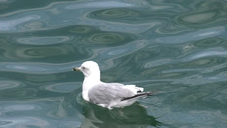 Gaviota-Flotando-En-El-Cuerpo-De-Agua