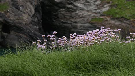 Thrift,-Ameria-maritima,-flowering-by-sea