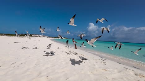 a young latin man pulls anchor his boat on beach, groups seagulls birds on white sand