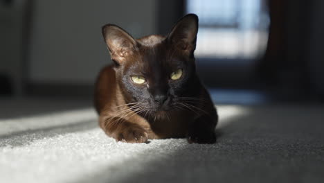 cat in living room. lazy pet cat resting in sunlight inside the home. animals concept