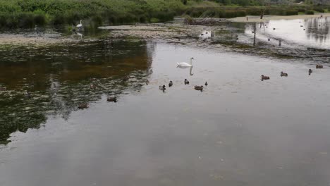 dos cisnes y patos deslizándose pacíficamente sobre el agua