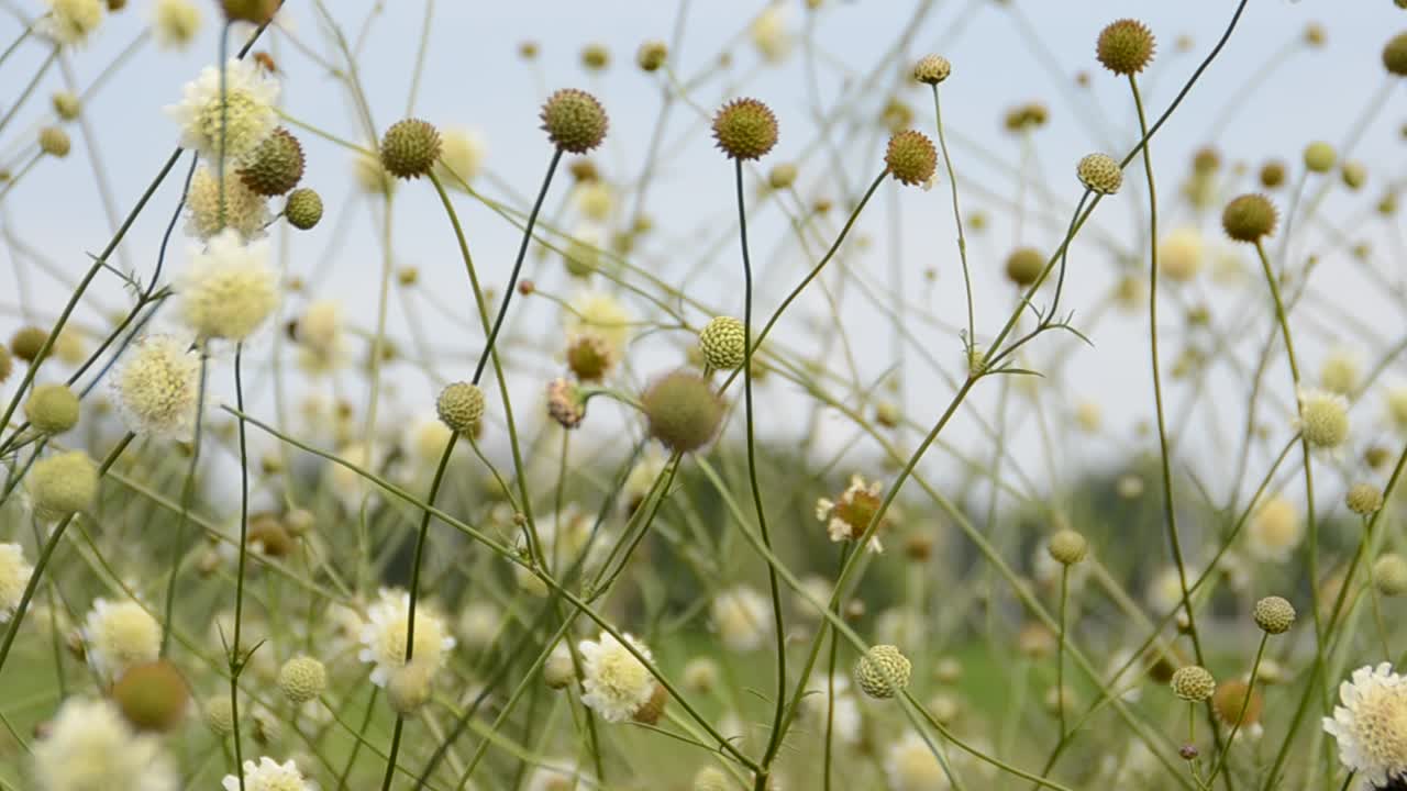 erba