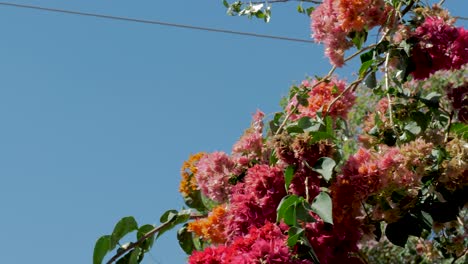 Groom-Suit-Hanging-On-colorful-flower-tree