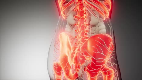 cuerpo humano transparente con huesos visibles