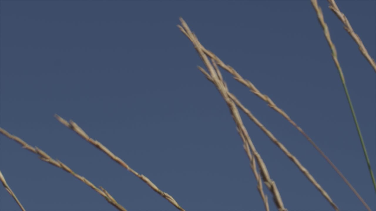grass blowing in the breeze against a blue sky