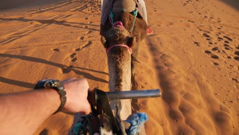 montando un camello en marruecos. sáhara en marruecos