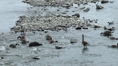 manada de gansos alimentándose en aguas poco profundas con paisaje rocoso