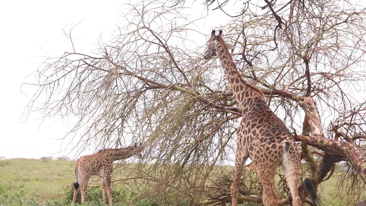 Giraffes grazing on sparse tree branches in the wild grasslands of Crescent Island Safari Kenya