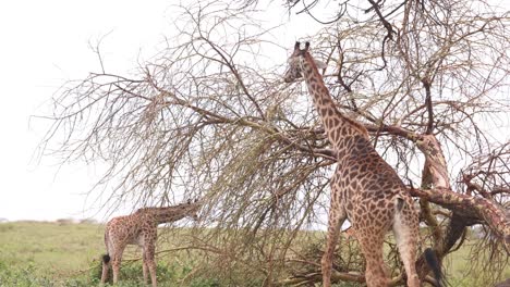 giraffes grazing on sparse tree branches in the wild grasslands of crescent island safari kenya