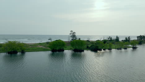 mangroves in a lakeshore and seashore