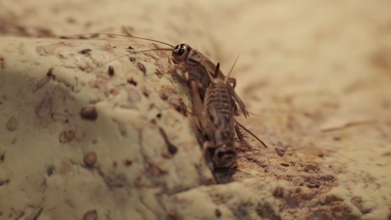 dos grillos descansando uno al lado del otro