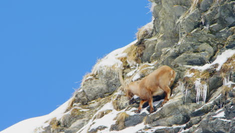 an ibex is eating grass off a snowy cliff