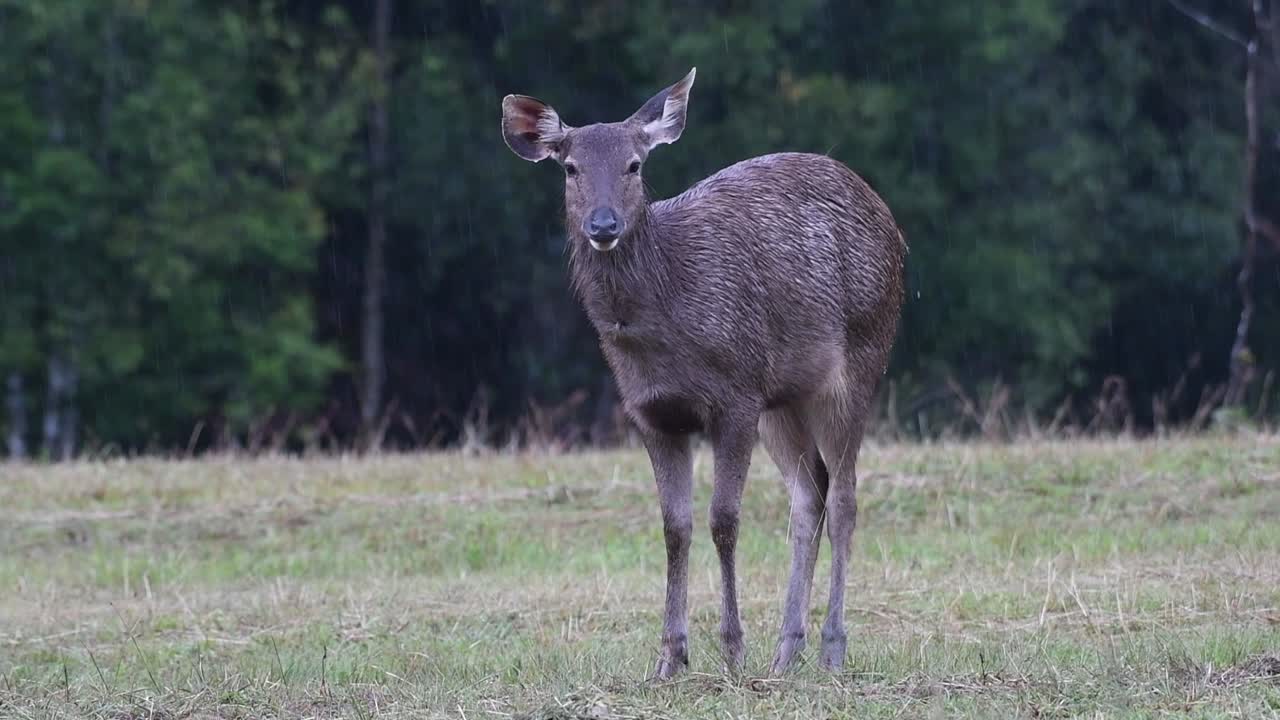 el ciervo sambar es una especie vulnerable debido a la pérdida de hábitat y la caza