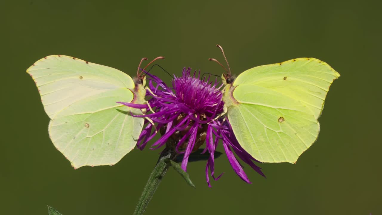A Pair Of Vibrant Yellow Brimstone Butterfly On A Purple Spring Blossom. Close-up Shot, natural symmetry
