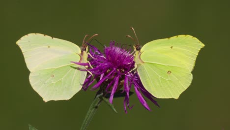 a pair of vibrant yellow brimstone butterfly on a purple spring blossom. close-up shot, natural symmetry