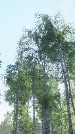 tall birch trees in a forest