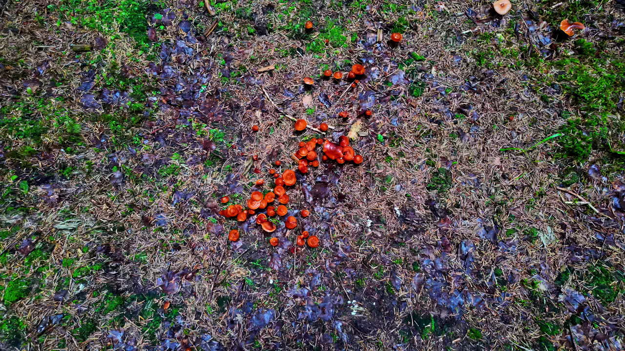 The Brown mushrooms growth on Wet forest. close up shot.