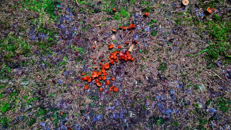 The Brown mushrooms growth on Wet forest. close up shot.