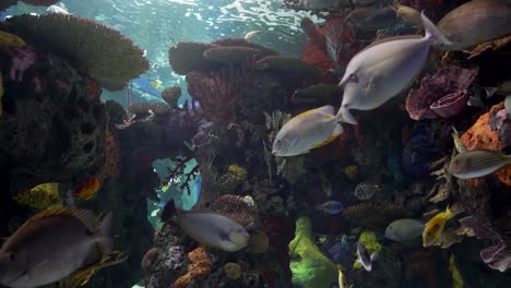 Large-aquarium-decorated-with-a-coral-reef-with-tropical-fish,-turtles-and-stingrays