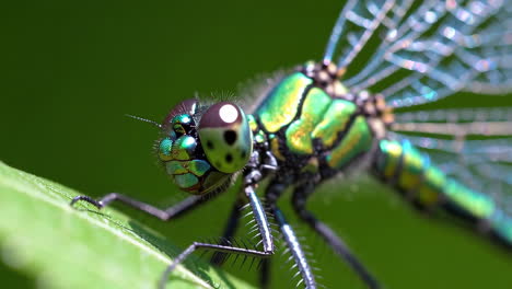 macro close-up of a green iridescent dragonfly on a leaf