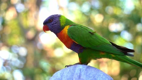 Close-up-shot-of-a-wild-and-beautiful-rainbow-lorikeet-,-spotted-perching-and-chattering-atop-a-person's-head,-spread-its-wings-and-fly-away,-slow-motion