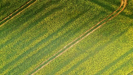 Impresionantes-Imágenes-De-Arriba-Hacia-Abajo-En-Cámara-Lenta-De-Un-Cultivo-De-Colza-Amarilla-Capturado-Por-Un-Dron