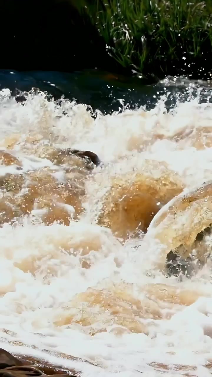 Video verticale: Una lontra marrone che emerge e lotta contro le rapide in un fiume impetuoso, con schiuma, rocce e una sponda erbosa.