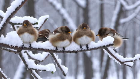 fluffy birds perched on snow-covered branches in winter