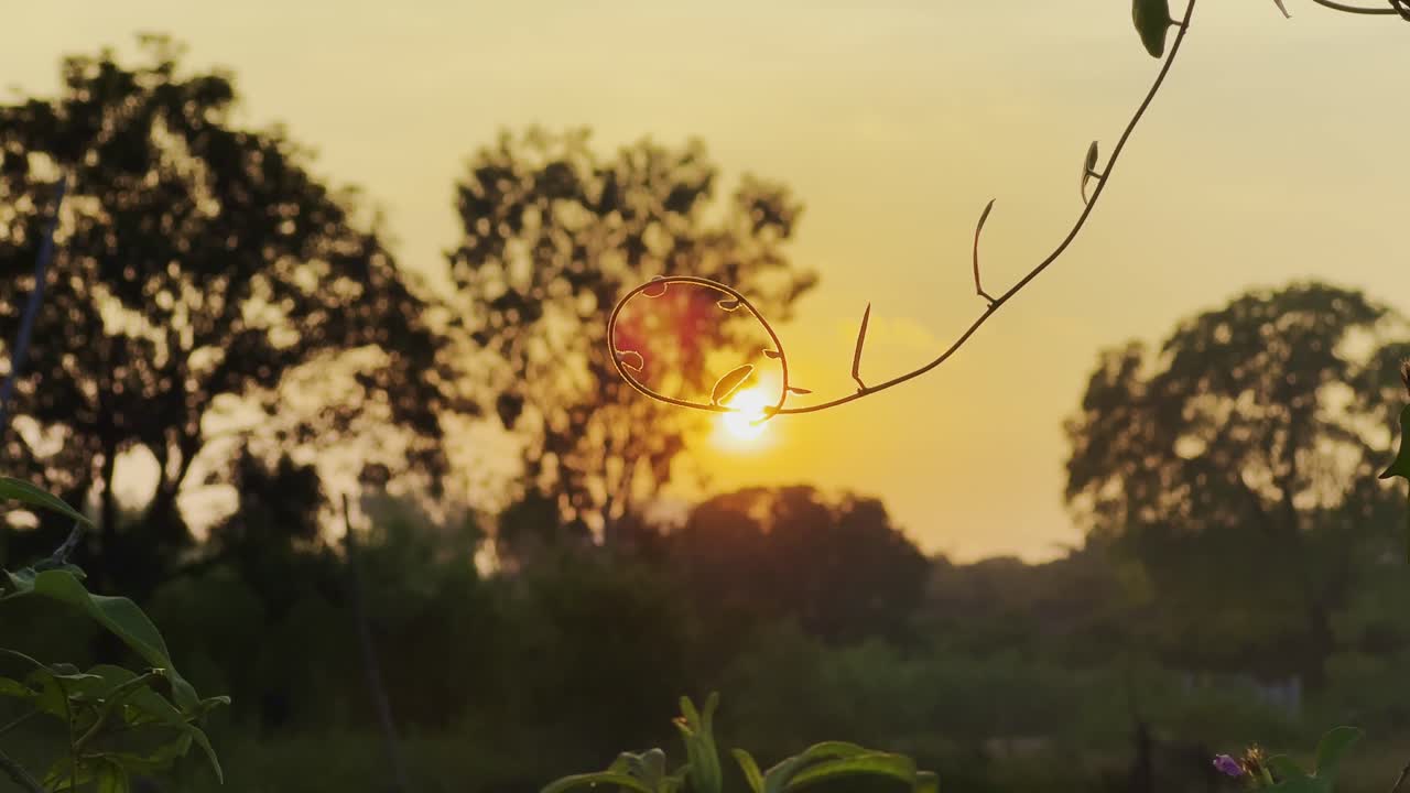 Static shot of a sunset with the delicate vine or branch is visible, adorned with small leaves and tendrils that add texture to the composition