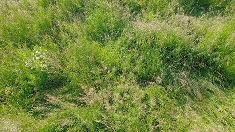 uncultivated green field. high angle forward