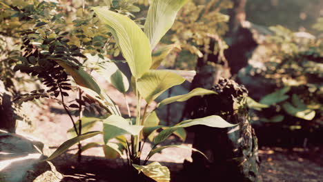 close-up of lush tropical plants in sunlight