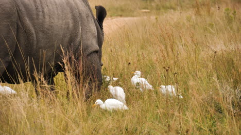 no horn rhino eating grass with cattle ergets around, close-up shot