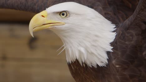 bald eagle looks around close up super slow motion