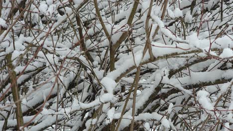 Primer-Plano-De-Ramas-Muertas-De-Invierno-Cubiertas-De-Nieve-Húmeda-Y-Pesada