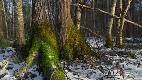 tilted up footage of textured tree bark pattern with mossy roots on snowy forest floor. ground view of forest winter undergrowth slowly moving up, view along with tree trunks. sunny day in wooded area