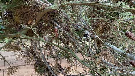 Pequeño-Zoom-Sobre-Hermosos-Pinos-Y-Piñas-En-Cascais