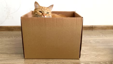 cute ginger cat sitting inside a carton box. fluffy pet is hiding