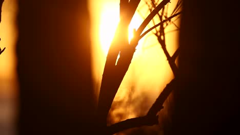 El-Sol-Radiante-Se-Asoma-A-Través-De-Las-Hojas-De-Hierba-Que-Se-Balancean,-Creando-Una-Exhibición-Fascinante-Mientras-Bailan-Con-La-Suave-Caricia-Del-Viento