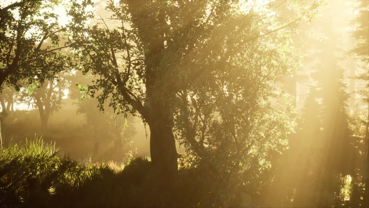 아침 안개 속 의 웅장 한 상록 숲 의 파노라마 전망