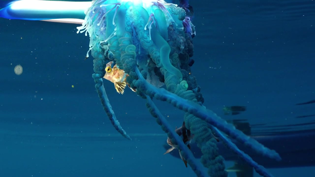 Macro underwater shot showing a Portuguese man o' war with Nomeus gronovii and juvenile pompano fish swimming among tentacles, featuring beautiful light refraction and a boat silhouette in the backgro