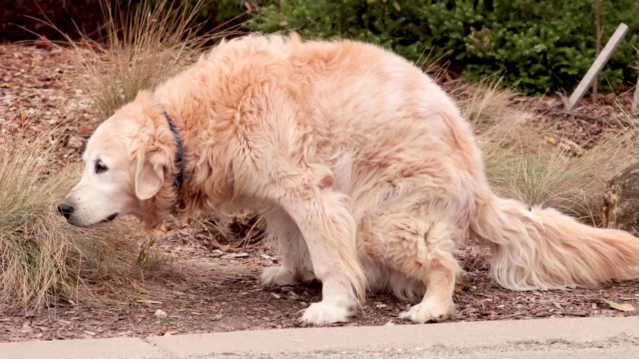 golden retriever haciendo caca cerca de la vegetación de la carretera