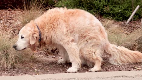 golden retriever pooping near roadside vegetation