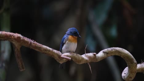 Facing-towards-the-right-as-it-looks-up-and-down-while-perched-on-a-spiral-vine,-Indochinese-Blue-Flycatcher-Cyornis-sumatrensis-Male,-Thailand