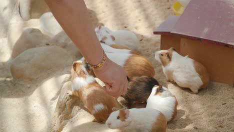 Die-Hand-Des-Bauern,-Die-Hausmeerschweinchen-Füttert,-Eine-Karottenstange-Mit-Einem-Cuy-Bissen-Und-Das-Hochheben-In-Zeitlupe