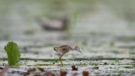 Chicks-of-Pheasant-tailed-jacana---Close-up-in-Morning-on-Floating-leaf-of-Water-lily