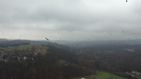 large-gathering-of-vultures-and-crows-aerial-drone-shot