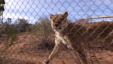 lioness-chases-cameraman-along-fence-of-wildlife-reserve-slomo