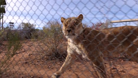 la leona persigue al camarógrafo a lo largo de la valla de la reserva de vida silvestre slomo