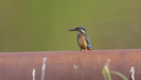 Alone-Common-Kingfisher-Sitting-On-A-Bar-While-Looking-In-Its-Habitat-With-Blurred-Background